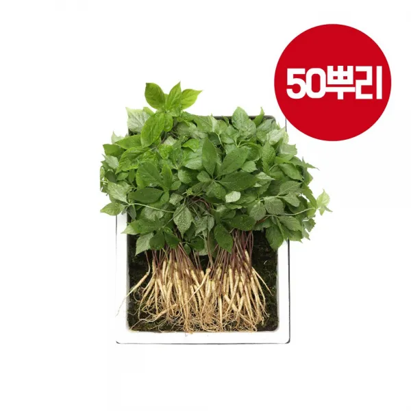 [명품 청유담] [새싹삼] 50뿌리 130뿌리 새싹인삼 산삼 장뇌삼 산양삼 사포닌 새싹삼, 1, 50입