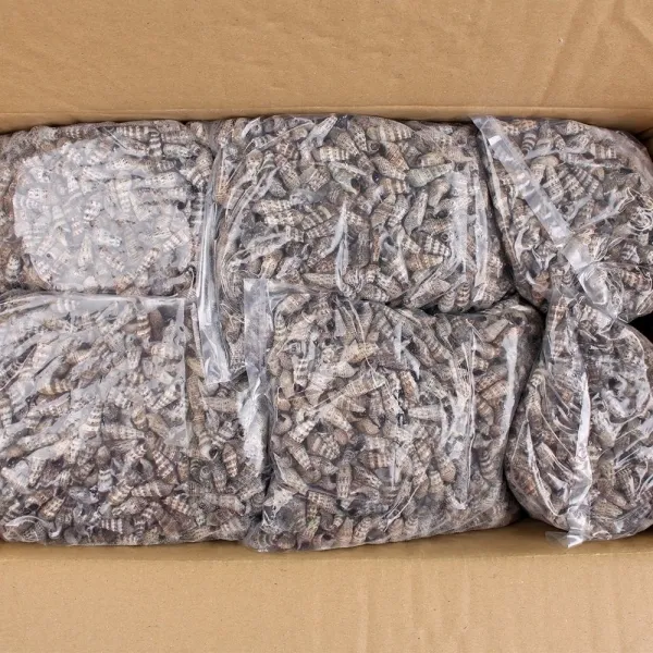 케이에스지 도매 자숙 갯고동 10kg 본상품선택