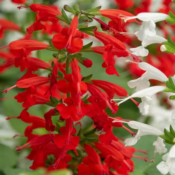 Wlwwlwwlstyvld_씨앗 야생화 종자 꽃씨 깨꽃 사루비아 키우기 200립 정원가꾸기 야생화씨앗 꽃씨 화단꾸미기 꽃씨앗+maoyigongsi@@# !!맘에들어요a++!!