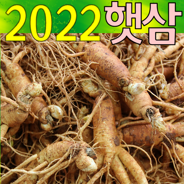 금산인삼아줌마 (1호)잔난발삼 500g 산지에서 발송 가정용 수삼, 1개, 잔난발삼(1호) 500g