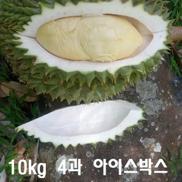 알찬속 향 푸얏냉 동통 두리안 10 kg4과 짜리 몬통 생두리안 생망고 냉동 깐두리안, 옵션명, 알찬속 향 푸얏냉동통두리안 10kg(4과짜리