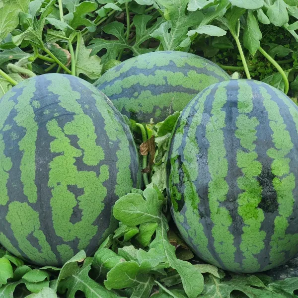 갑봉이네 당일수확 고당도수박 6kg(실중량), 1통, 6kg