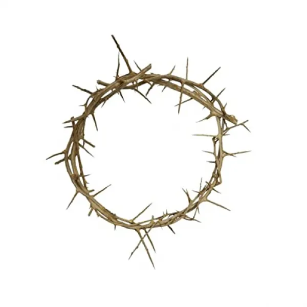 거룩한 땅에서 가시 복제물의 삶 11 11" 11"