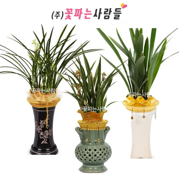 꽃파는사람들 동양란 동양난 철골소심 산천보세 황룡금 난배달 취임개업승진축하 개업화분