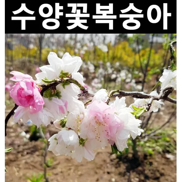 운용삼색도화 개화주 분 /나무 묘목/활엽수/정원용
