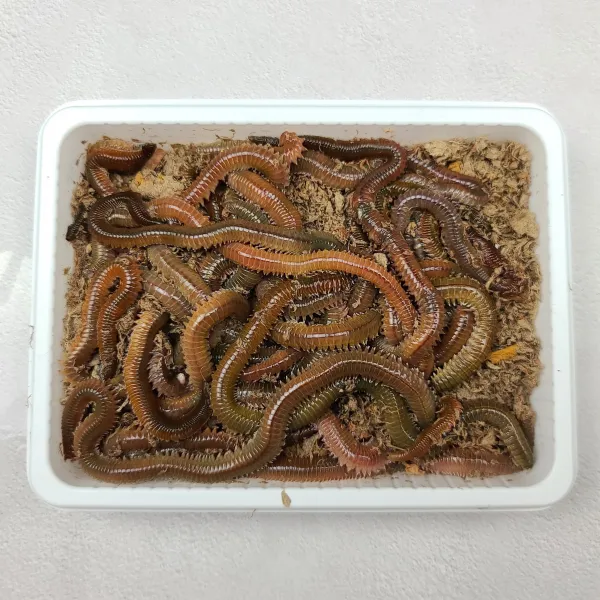 제다커컴퍼니 갯지렁이 100g 200g 싱싱한 청개비 바다낚시 미끼 생물
