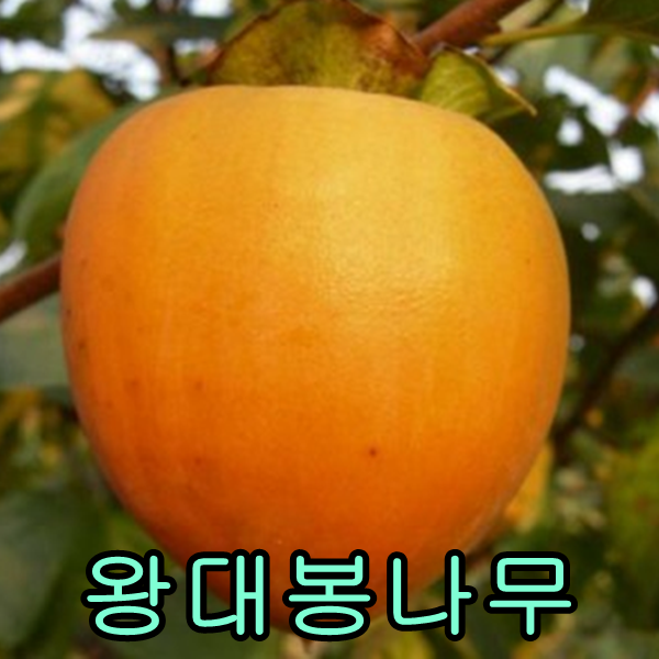 왕대봉 접목1년특2그루