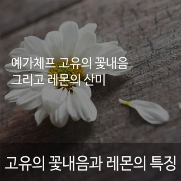 상일바이오 881_5 에티오피아시다모G2 500g, 1봉