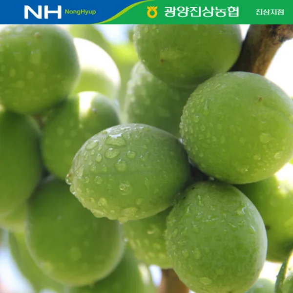 [광양진상농협] 광양 청 매실 5kg 10kg, 1박스, 광양매실 5kg(대)
