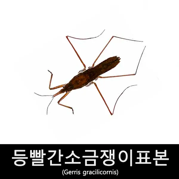 곤충표본/등빨간소금쟁이 Gerris gracilicornis/출산 육아 완구 매트 자연 과학완구 곤충학습