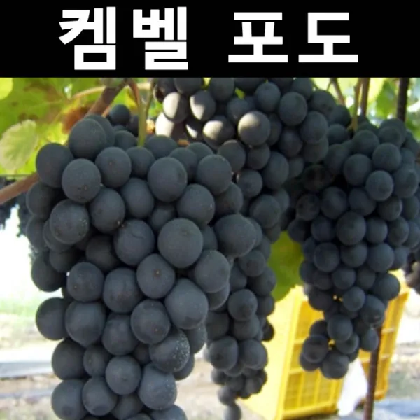 포도 켐벨 삽목1년 포트/나무 묘목/과실수/유실수