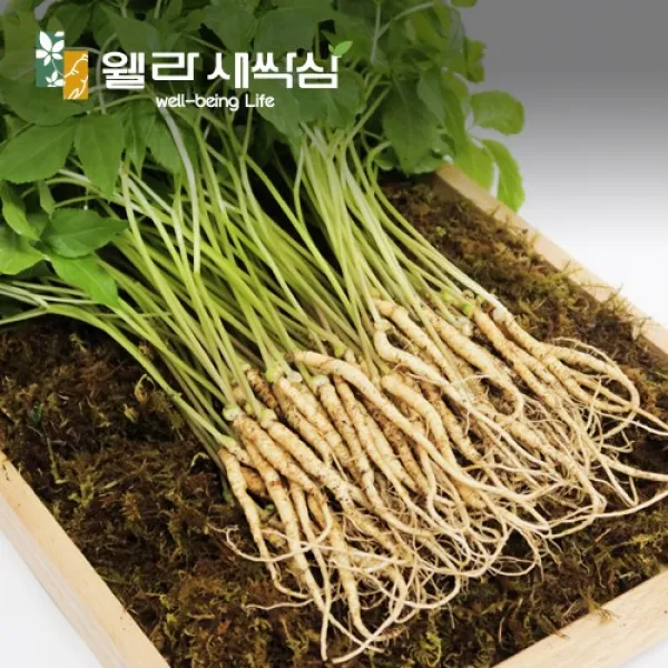 웰라 새싹삼 대(25cm 이상), 30뿌리(금보자기 선물포장)