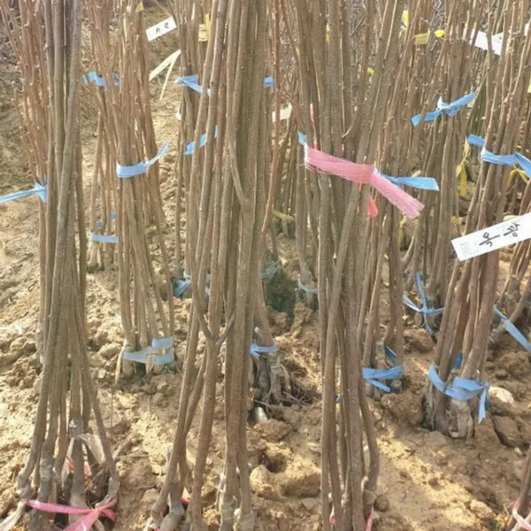 밤나무 특묘목 옥광 (한주 가격)