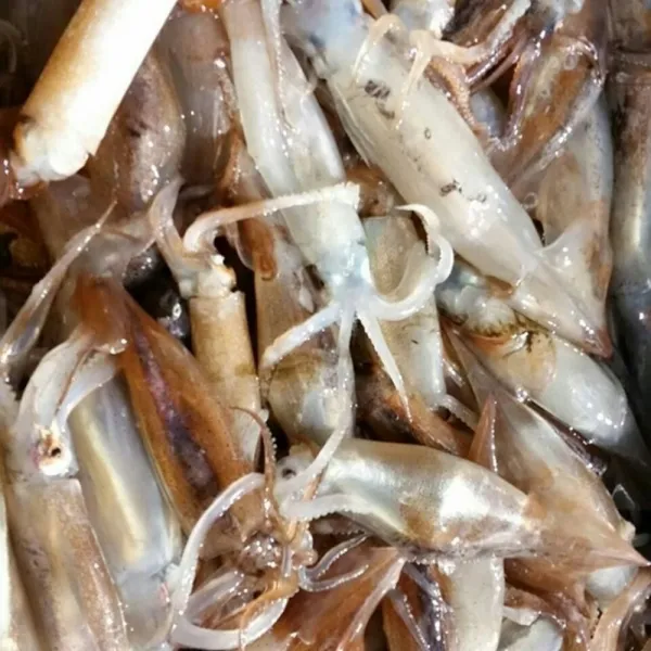 포항 자연산 한입 쏙 총알오징어 1kg, 1box