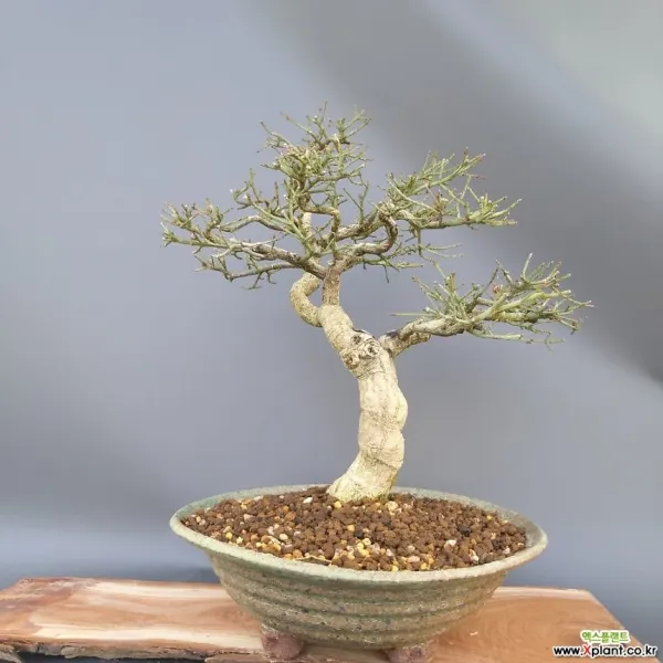 나무사랑 고마유미 단풍나무분재 43*30