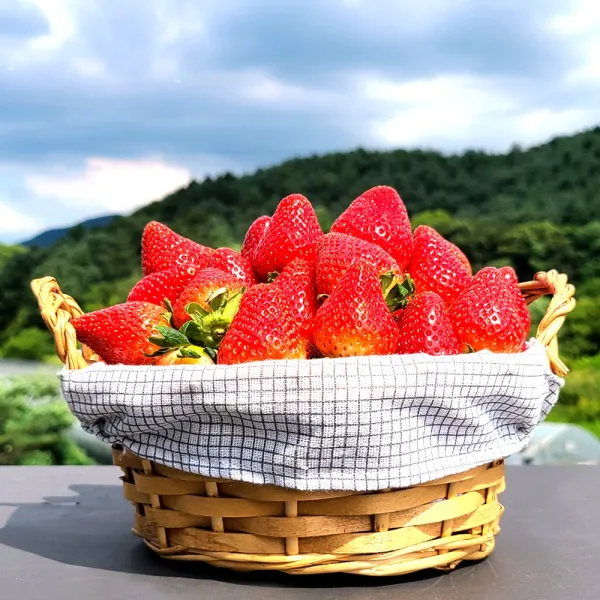 생과 or 데코용 강원도 고냉지 여름 딸기 300g 2상자