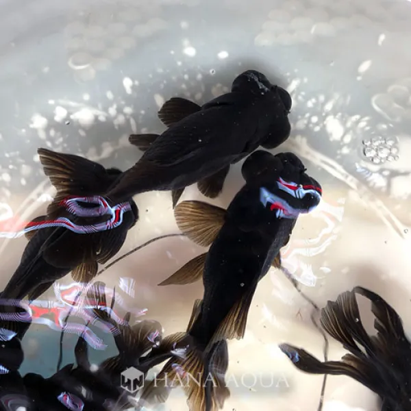 자체브랜드 툭눈 금붕어 구로데미 '중' 6 7cm 3마리