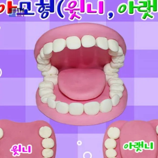 치아모형 윗니와 아랫니 3세트 과학키트 과학키 만들기세트 교구