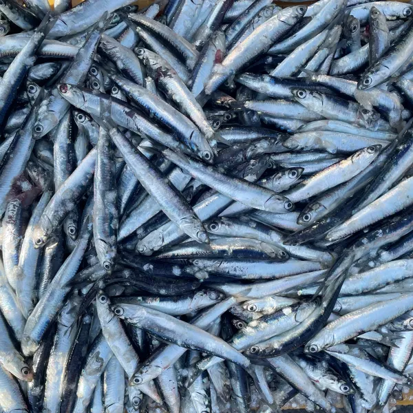 산지직송 거제도 생멸치 1kg 통멸치