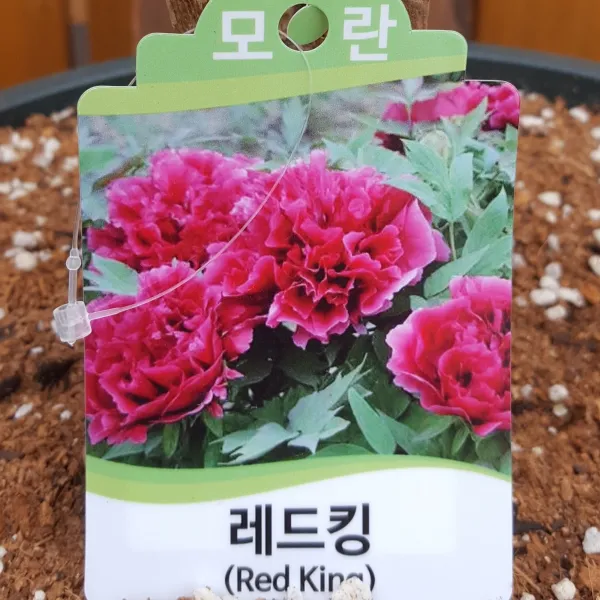 가꾸다 모란 목단 1개 레드킹