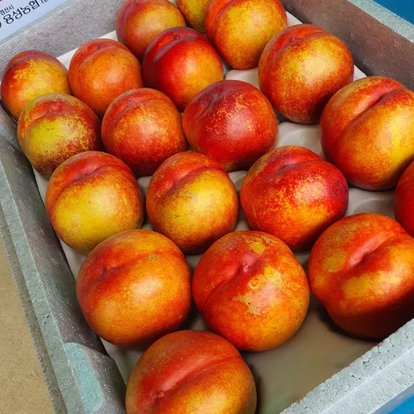 천도복숭아 (골드) 3kg,4.5kg(선물포장)새벽수확 그날출발,택배비 포함된 금액입니다