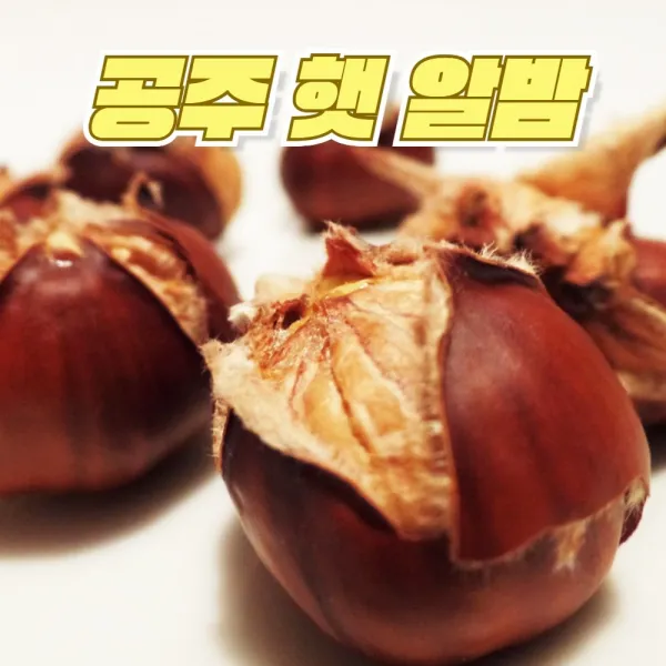이른아침애 공주 햇 알밤 공주밤 공주알밤 공주맛밤 옥광밤 대보밤 왕밤 생밤 맛밤