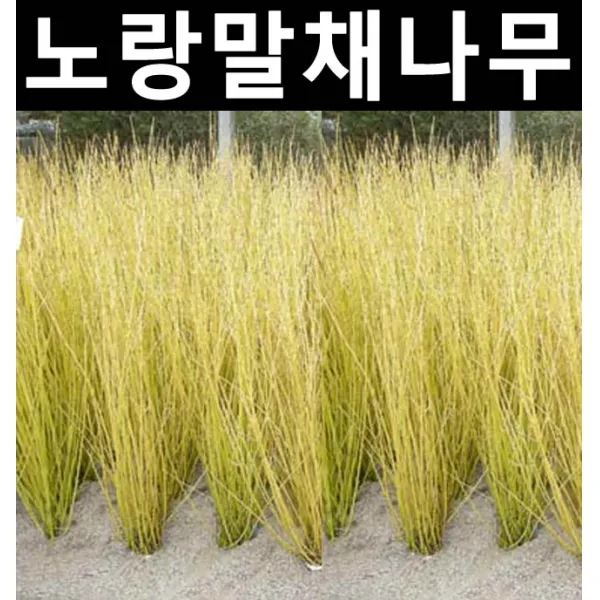 노랑말채 키60cm/나무 묘목/꽃나무/정원수/공원수