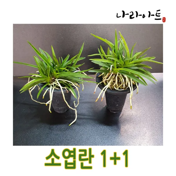 나라아트 소엽란 1+1 중품 대품 동양란 풍란 난 소엽난 동양난