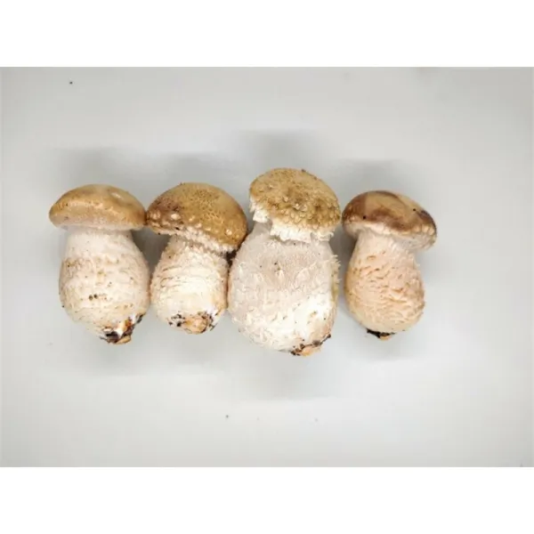 [송화버섯] 송이향송화버섯 일등품1kg, 1kg (28884632)