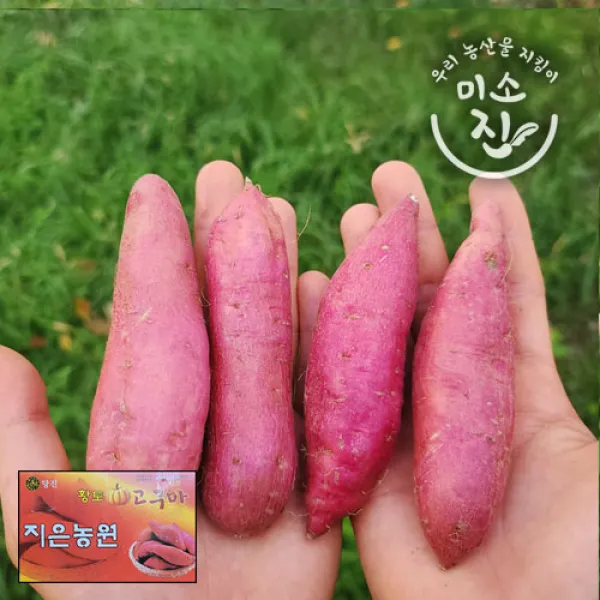 지은농원 호박고구마 (한입) 100%리콜제 3kg 5kg 10kg 12월1일부터 순차발송, 한입3kg