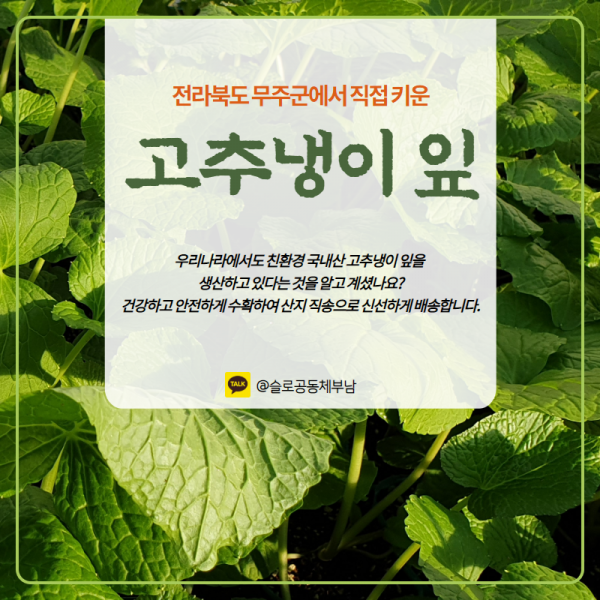 전북 무주군 고추냉이잎 와사비잎 쌈채소 1kg, 1개