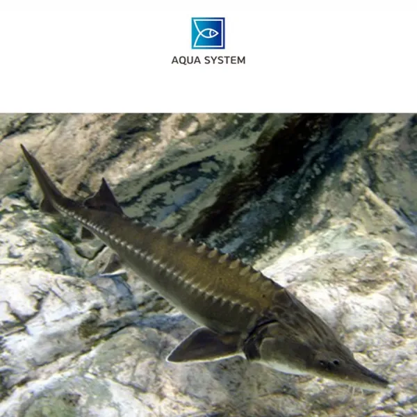 아쿠아시스템 스칼렛 철갑상어 30cm~35cm급 1마리