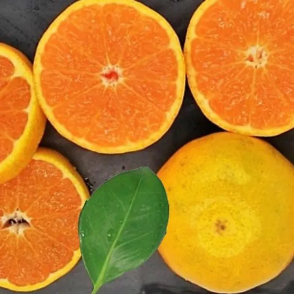 제주특산물 하우스감귤 중대과 3kg 또또상회 1 또또상회 본상품선택