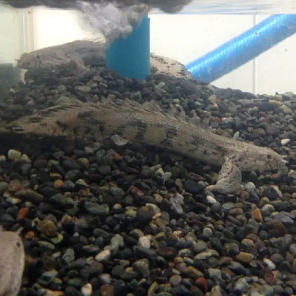  비지떡 폴립테루스 엔드리케리 7~8cm 1마리