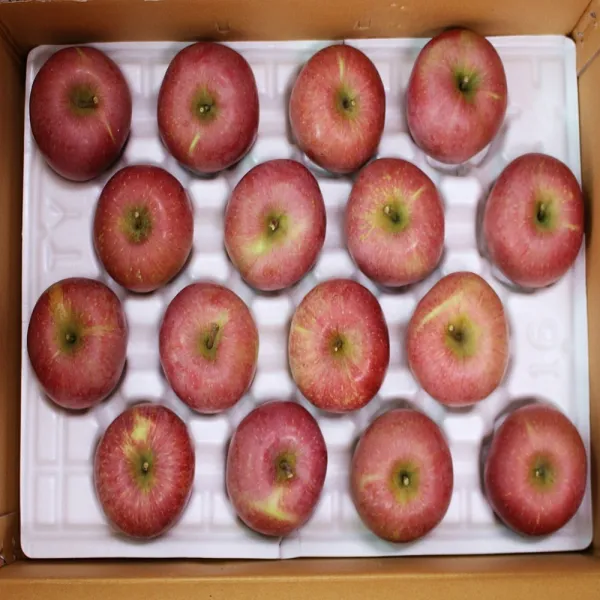 건주친 산지직송 사과 경북산 빨간 사과8kg, 1box, 실속 5kg