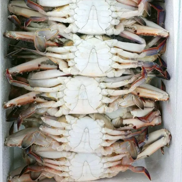 ¶⊙핫딜_a+ 냉동게 냉동 숫꽃게 1kg Hnf 3마리 수입꽃게 U!x‡n 5가능 1개 ☞ 해당 상품 선택하기_welcome™