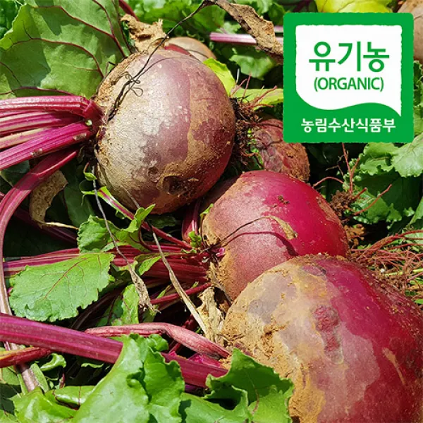 햇수확 유기농 레드비트 5kg