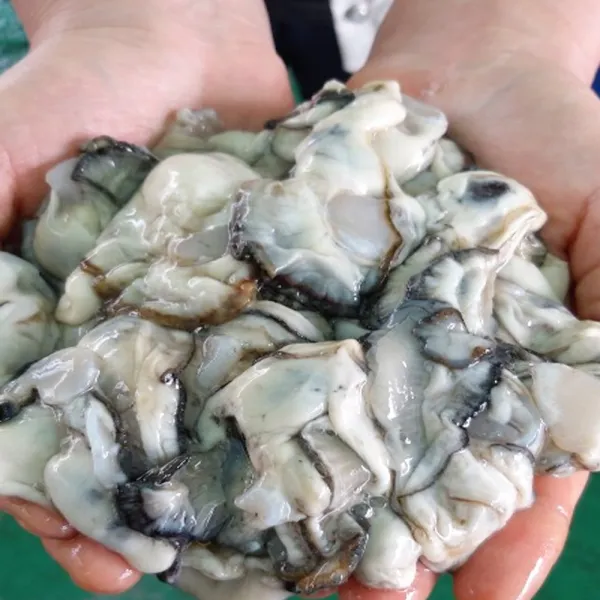 청포수산 통영 차원다른 최상급 중 굴 1.5kg 생굴 알굴 횟감용 1봉