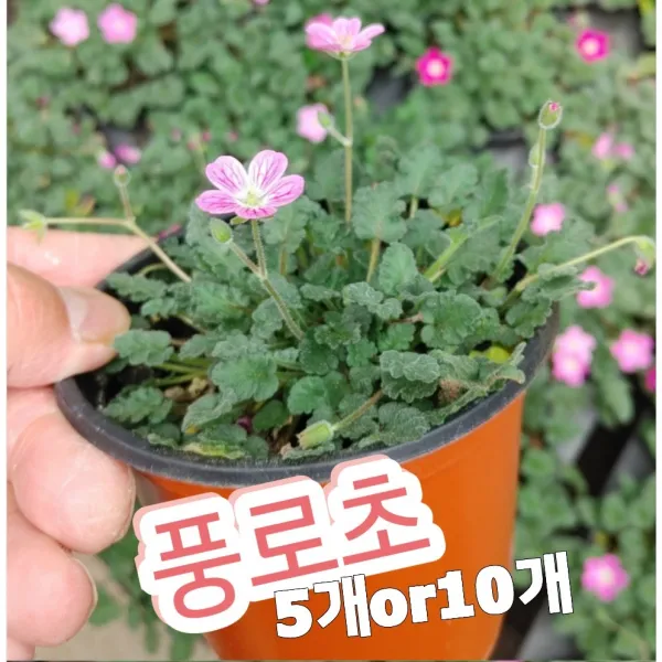풍로초-5개or10개/끊임없이 꽃피는 야생화 풍노초