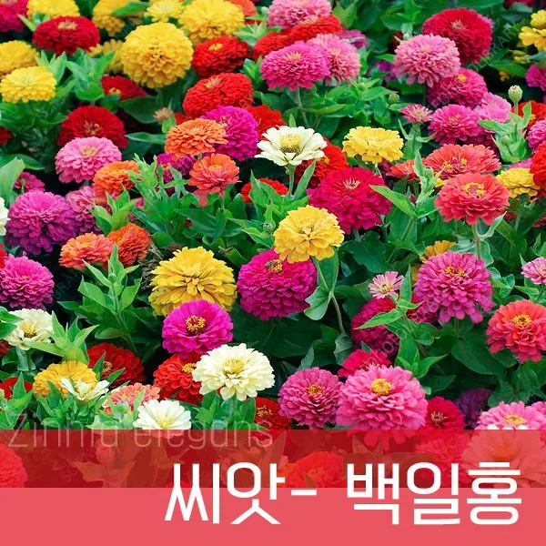 [조이가든] 백일홍 씨앗- 1kg