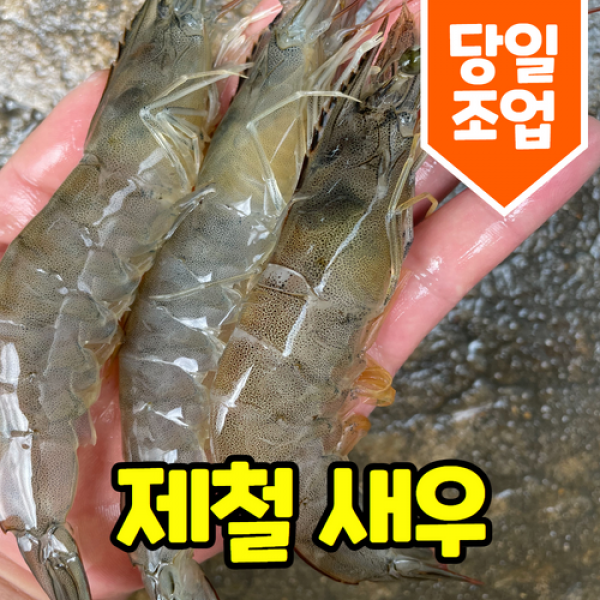 [싱싱수산] 제철 국내산 당일조업한 활새우 탱글탱글한 흰다리 새우 (산지직송/안전포장), 활새우 2kg