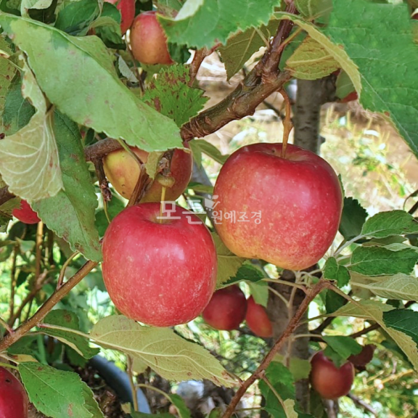 모든원예조경 사과나무(부사) 결실주 분묘목