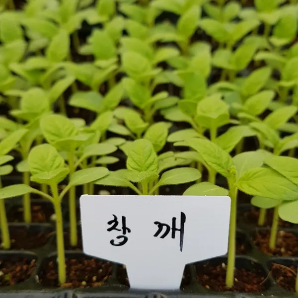 [모종모종]참깨모종 안산슈퍼참깨(200구 트레이)(빠진것간혹있음 190개 보시면 됩니다)