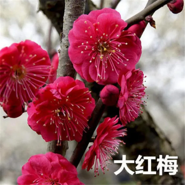 매화 묘목 분재 섣달 실내 사계절 푸르게 꽃 심고 진홍색 메이 8년1증정 1