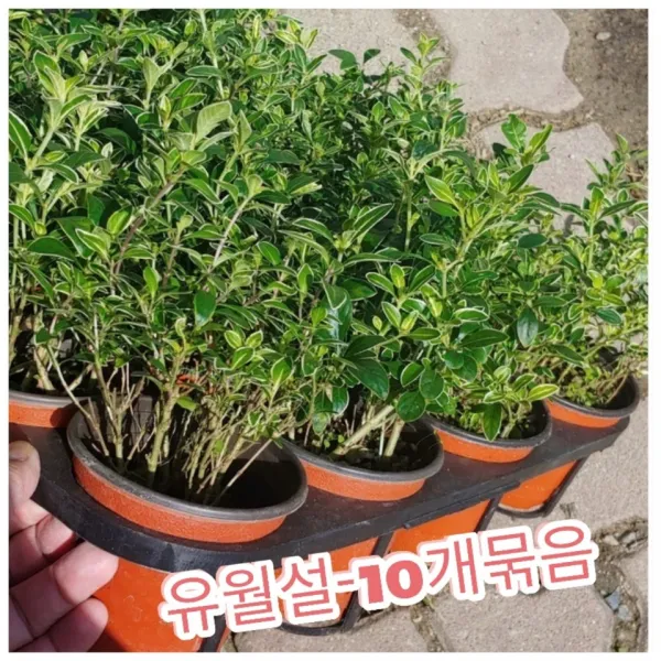 꽃나라엘리스 유월설-10개묶음-유월에 눈 내린 것처럼 꽃이 펴서 유월설이라는