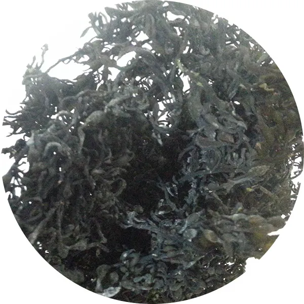 청정남해안 조각다시마 자른미역 청각 톳 밥톳 모자반, 모자반 100g