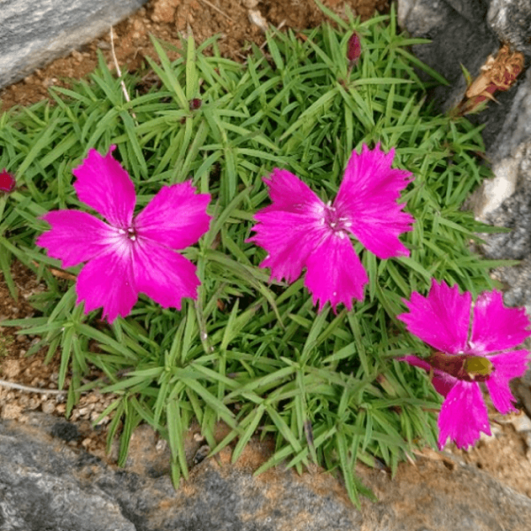 석죽. 잔디패랭이 [5포트] 밥터지고 난리 블루스 (복남이네야생화 여름 야생화 모종 사계패랭이 핑크 내한성강 건조강 dianthus)