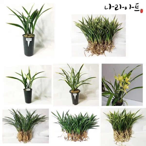 나라아트 동양란모음, 10. 금기관(4-5촉)
