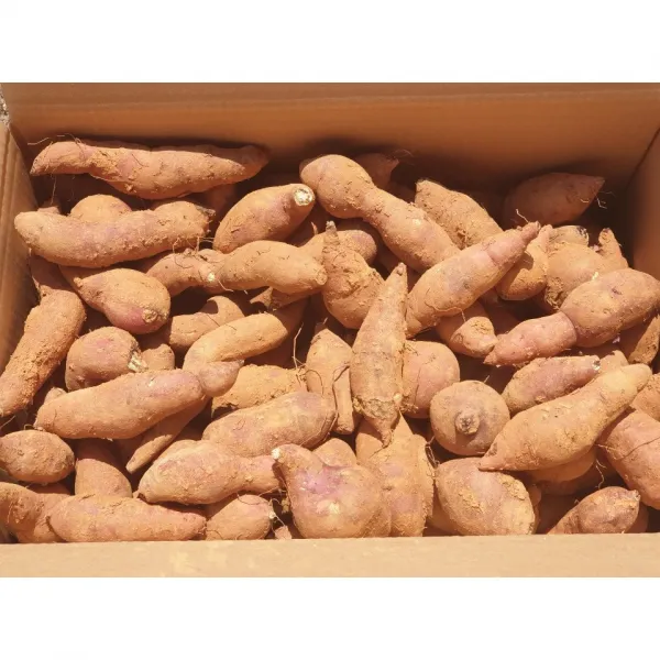해남다애네농장 산지직송 꿀고구마, 1box, 10kg한입(50g이하)