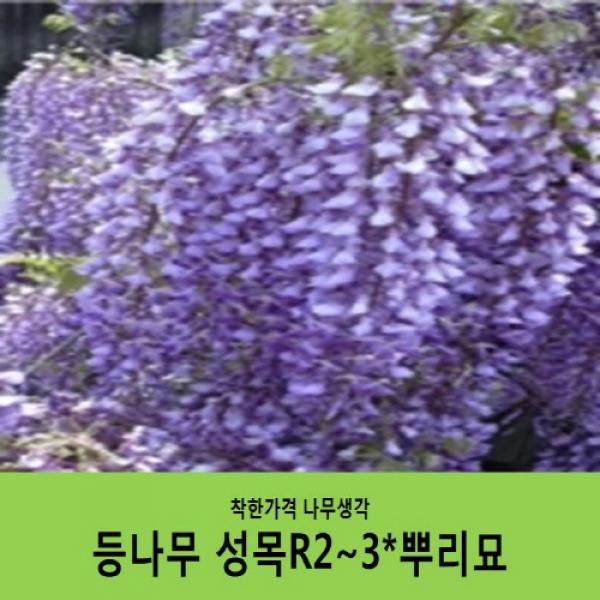 착한가격 나무생각 등나무 R2~3*뿌리묘